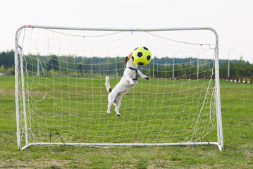 Dog strikes a ball by head