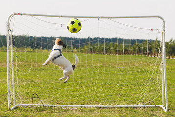  Funny dog playing football as a goalkeeper (profile jump)