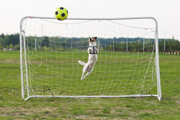 Funny dog playing football as a goalkeeper (curved  jump)
