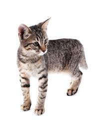 Cute kitten isolated on white