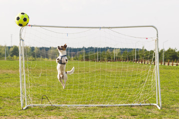 Dog playing football (soccer) jumps straight up