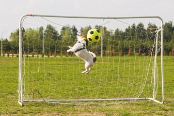 Funny dog playing football as a goalkeeper (profile jump)
