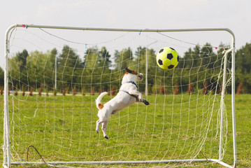 Funny dog playing football as a goalkeeper