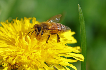 Honey bee going through a yellow flower