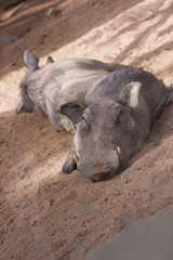 Phacochoerus tumbado