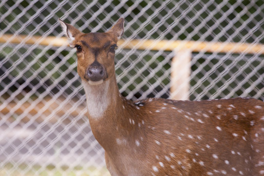 cervatillo zoo
