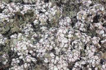 fossil from shells, mollusk fossil