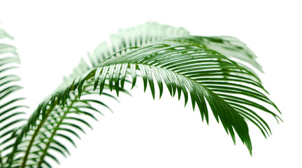 Green palm branches on light background