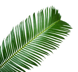 Green palm branch on light background