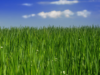green wheat field
