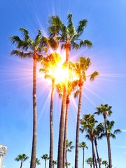 Sun behind the palms!