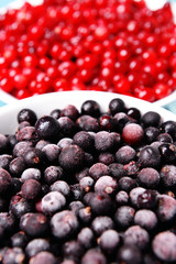 Blackberry with cranberries in bowls close up