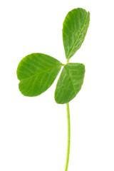 Green clover leaf, isolated on white