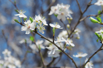 White flowers blossoming on the branch of wild tree