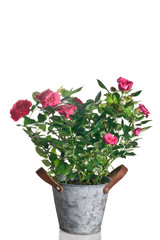 pianta di rose in vaso su sfondo bianco