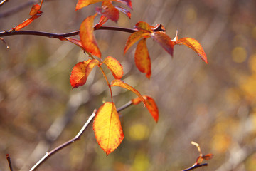 Yellow and red leaves on the branch in the autumn forest