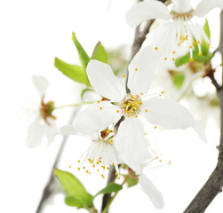 Flowering branch isolated on white