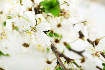 Flowering branch, closeup