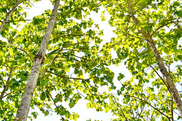 green leafes on branch in sunny day  