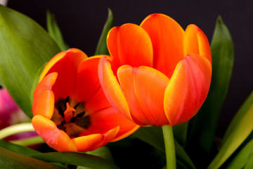 Tulip macro