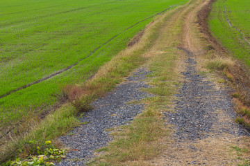 Fototapeta na wymiar Agriculture rocky dirt road