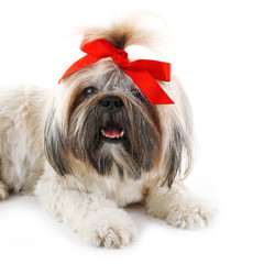 Cute Shih Tzu isolated on white