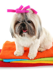 Cute Shih Tzu on colorful towels isolated on white