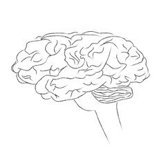 Brain, human, think, vector, illustration, sketch