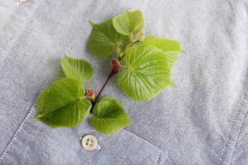 Twig with fresh leaves in shirt pocket, close up
