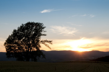 Fototapeta na wymiar 夕暮れの空と一本の木