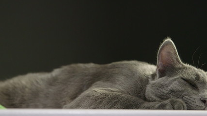 Face of happy gray cat resting after a tasty dinner