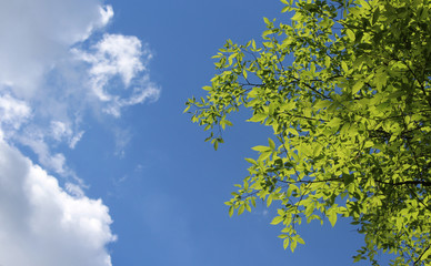 spring leaves under blue sky