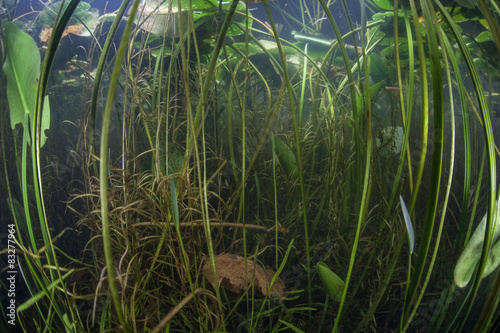 "Freshwater Lake Plants" Stock photo and royalty-free images on Fotolia