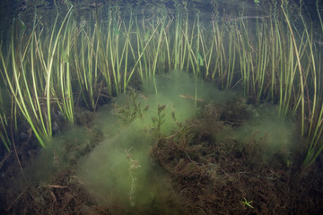 Freshwater Lake Vegetation Underwater