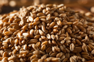 Raw Organic Spelt Grain