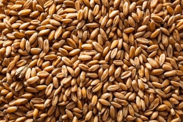 Raw Organic Spelt Grain