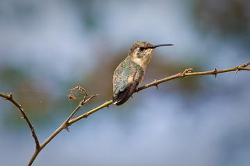 Fototapeta na wymiar Close up shot of small hummingbird sitting on a tree branch
