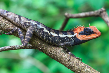 Green crested lizard