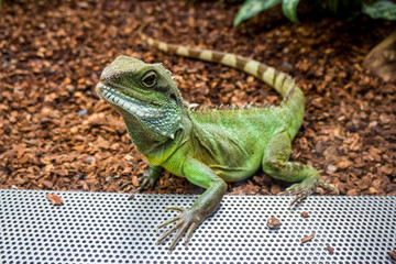 Green lizard. Water Dragon.  Green Water Dragon.