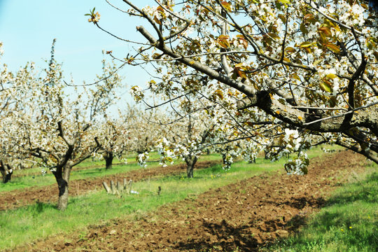 Blooming cherry garden
