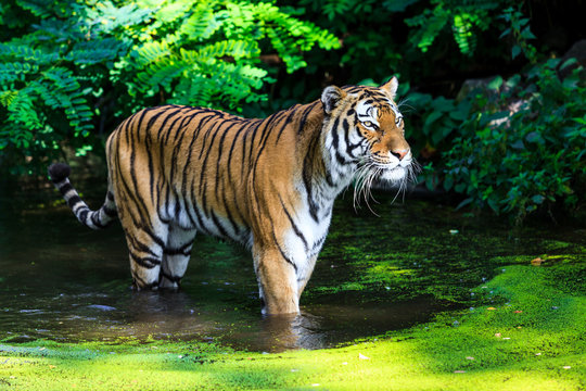 Fototapeta Tiger in water