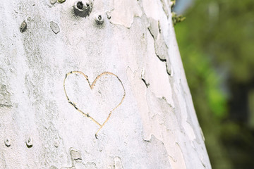 Heart carved in tree close-up