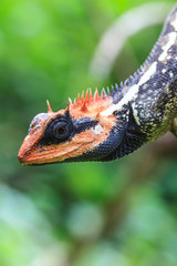 Green crested lizard