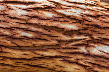Eucalyptus bark surface crack.