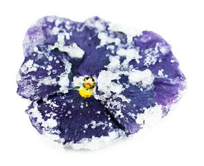 Candied sugared violet flower, isolated on white