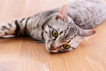Beautiful cat lying on floor close-up