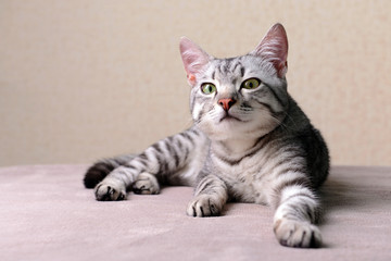 Beautiful cat on beige background