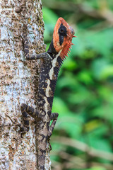 Green crested lizard