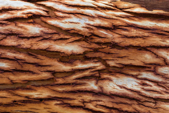 Eucalyptus bark surface crack.