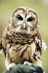 Barred Owl sits on a handler's glove.